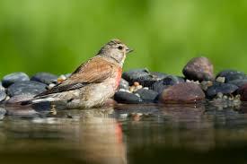 Attēlu rezultāti vaicājumam “Carduelis cannabina male”