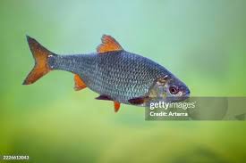 Attēlu rezultāti vaicājumam “Rutilus rutilus”