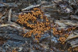 Attēlu rezultāti vaicājumam “Trichia scabra spores”