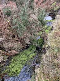 Attēlu rezultāti vaicājumam “Platyhypnidium riparioides”