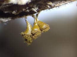 Attēlu rezultāti vaicājumam “Trichia crateriformis stalked”