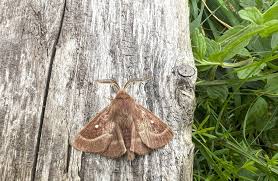 Attēlu rezultāti vaicājumam “Lasiocampa trifolii male”