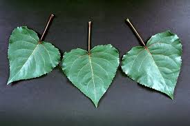 Attēlu rezultāti vaicājumam “Populus x canadensis”