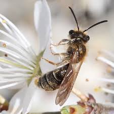 Attēlu rezultāti vaicājumam “Andrena haemorrhoa”