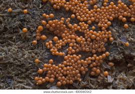 Attēlu rezultāti vaicājumam “Trichia botrytis”