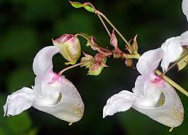 Attēlu rezultāti vaicājumam “Impatiens glandulifera flower”