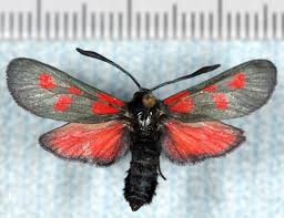 Attēlu rezultāti vaicājumam “Zygaena viciae”