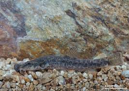 Attēlu rezultāti vaicājumam “Barbatula barbatula”