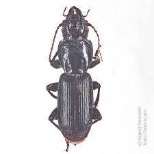 Attēlu rezultāti vaicājumam “Pterostichus quadrifoveolatus”