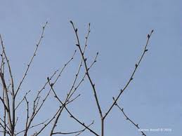 Attēlu rezultāti vaicājumam “Tilia cordata bud”