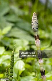 Attēlu rezultāti vaicājumam “Equisetum telmateia”