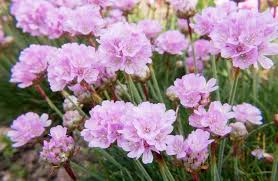 Attēlu rezultāti vaicājumam “Armeria vulgaris”