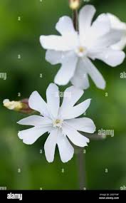 Attēlu rezultāti vaicājumam “Silene latifolia subsp. alba flower”