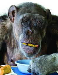 Afbeeldingsresultaat voor cheeta