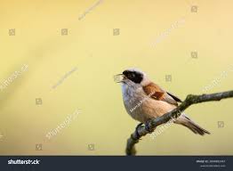 Attēlu rezultāti vaicājumam “Remiz pendulinus”