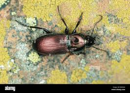 Attēlu rezultāti vaicājumam “Poecilus lepidus”