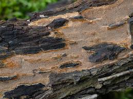 Attēlu rezultāti vaicājumam “Phellinus ferruginosus”