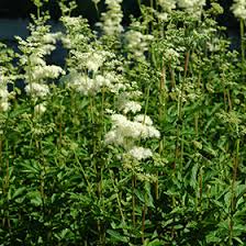 Attēlu rezultāti vaicājumam “Filipendula ulmaria  flower”