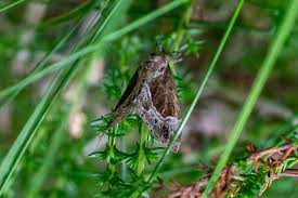 Attēlu rezultāti vaicājumam “Hypena crassalis”