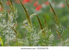 Attēlu rezultāti vaicājumam “Calamagrostis arundinacea leaf”