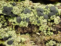 Attēlu rezultāti vaicājumam “Trapeliopsis granulosa”