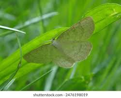 Attēlu rezultāti vaicājumam “Cabera exanthemata male”