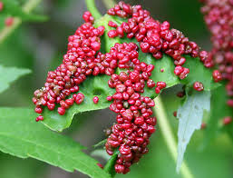 Attēlu rezultāti vaicājumam “Vasates quadripedes”