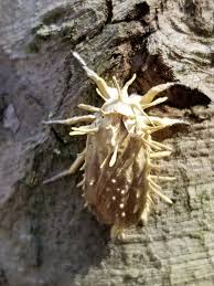 Attēlu rezultāti vaicājumam “Akanthomyces aculeatus”