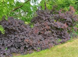 Attēlu rezultāti vaicājumam “Cotinus coggygria”