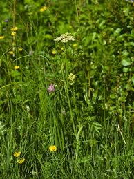Attēlu rezultāti vaicājumam “Conioselinum tataricum”