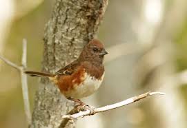 Image result for Pipilo erythrophthalmus