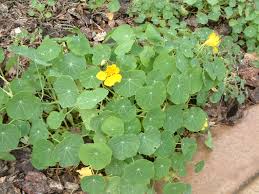 Attēlu rezultāti vaicājumam “Tropaeolum majus leaf”