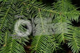 Attēlu rezultāti vaicājumam “Taxus baccata leaf”
