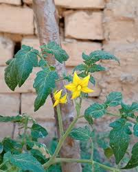 Attēlu rezultāti vaicājumam “Lycopersicon esculentum leaf”