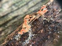 Attēlu rezultāti vaicājumam “Hypomyces armeniacus”