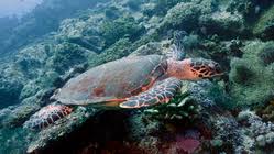 Image result for Eretmochelys imbricata