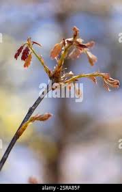 Attēlu rezultāti vaicājumam “Quercus rubra bud”