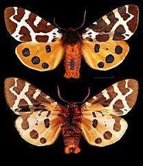 Attēlu rezultāti vaicājumam “Arctia caja imago”