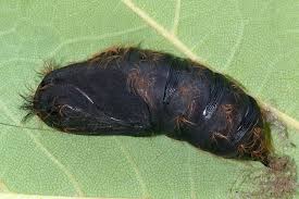 Attēlu rezultāti vaicājumam “Lymantria monacha pupa”