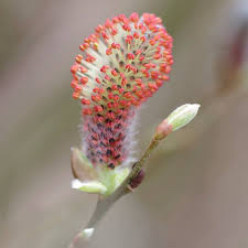 Attēlu rezultāti vaicājumam “Salix aurita bud”