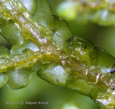 Attēlu rezultāti vaicājumam “Porella cordaeana”