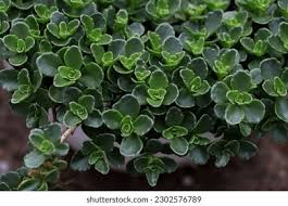 Attēlu rezultāti vaicājumam “Phedimus spurius leaf”