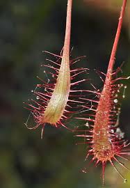 Attēlu rezultāti vaicājumam “Drosera anglica fruit”