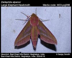 Attēlu rezultāti vaicājumam “Deilephila elpenor”