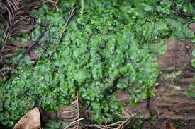 Attēlu rezultāti vaicājumam “Riccardia latifrons”