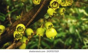 Attēlu rezultāti vaicājumam “Libanotis montana fruit”