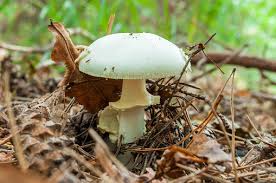 Attēlu rezultāti vaicājumam “Amanita citrina”