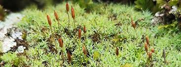 Attēlu rezultāti vaicājumam “Saelania glaucescens sporophyte”