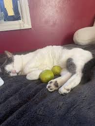 Image result for limecat
