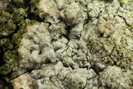 Attēlu rezultāti vaicājumam “Pertusaria coccodes”